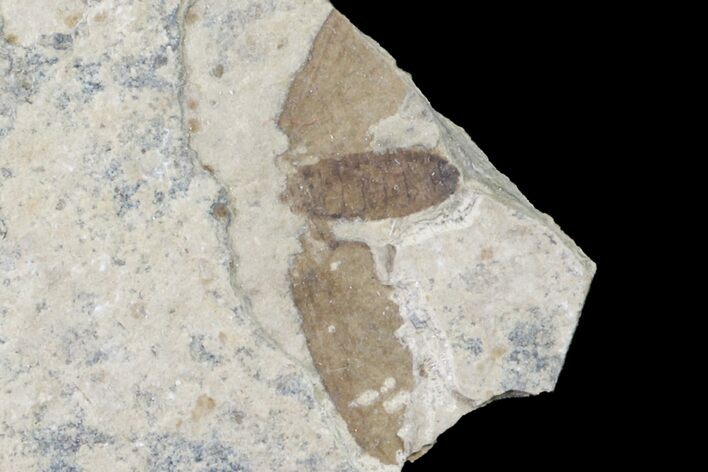 Fossil March Fly (Plecia) - Green River Formation #154548